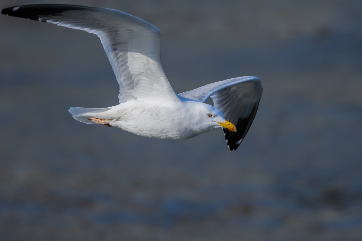 西伯利亚银鸥空中飞行