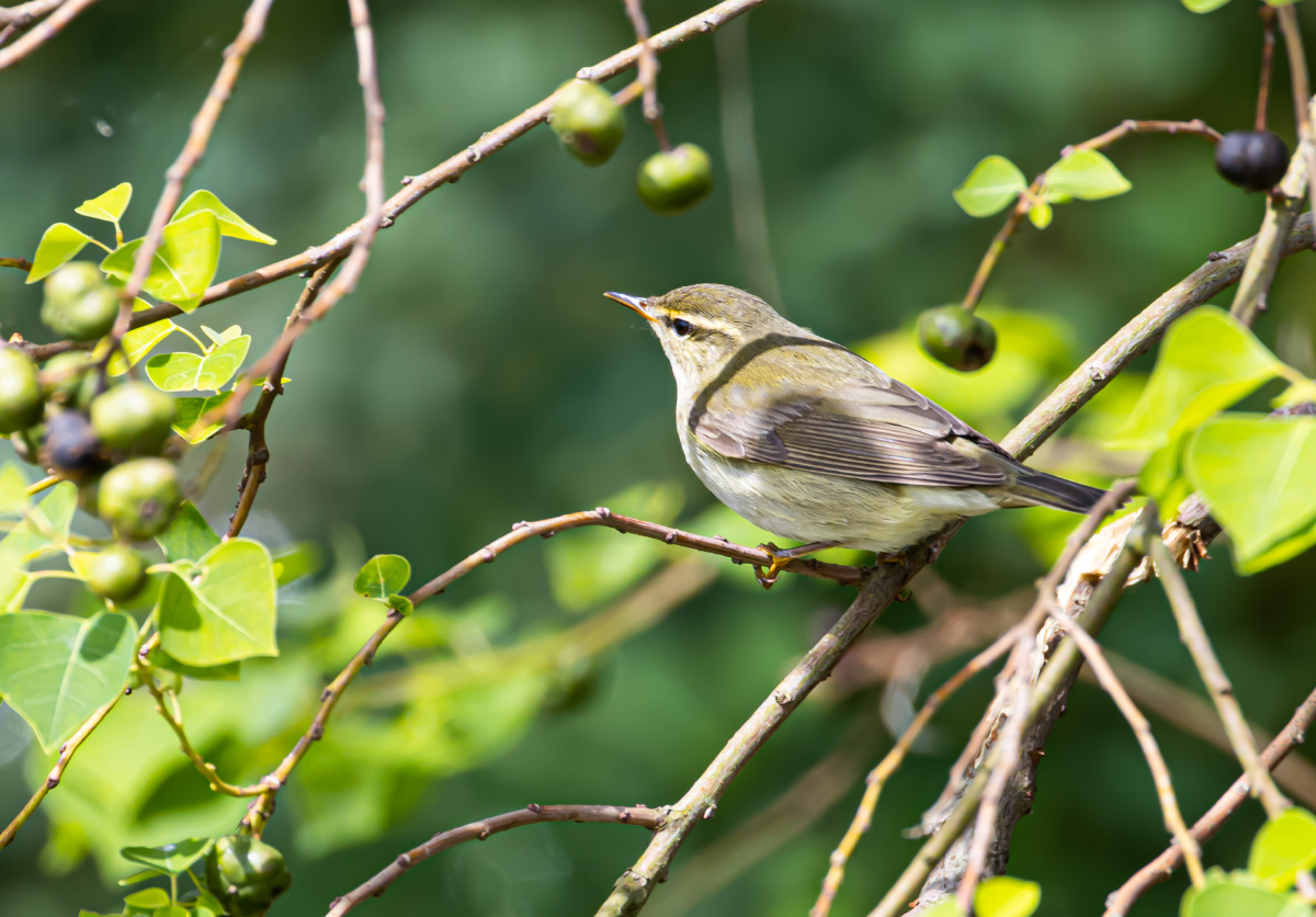 极北柳莺树枝间觅食