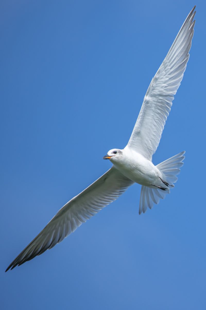 鸥嘴噪鸥:展翅飞翔.