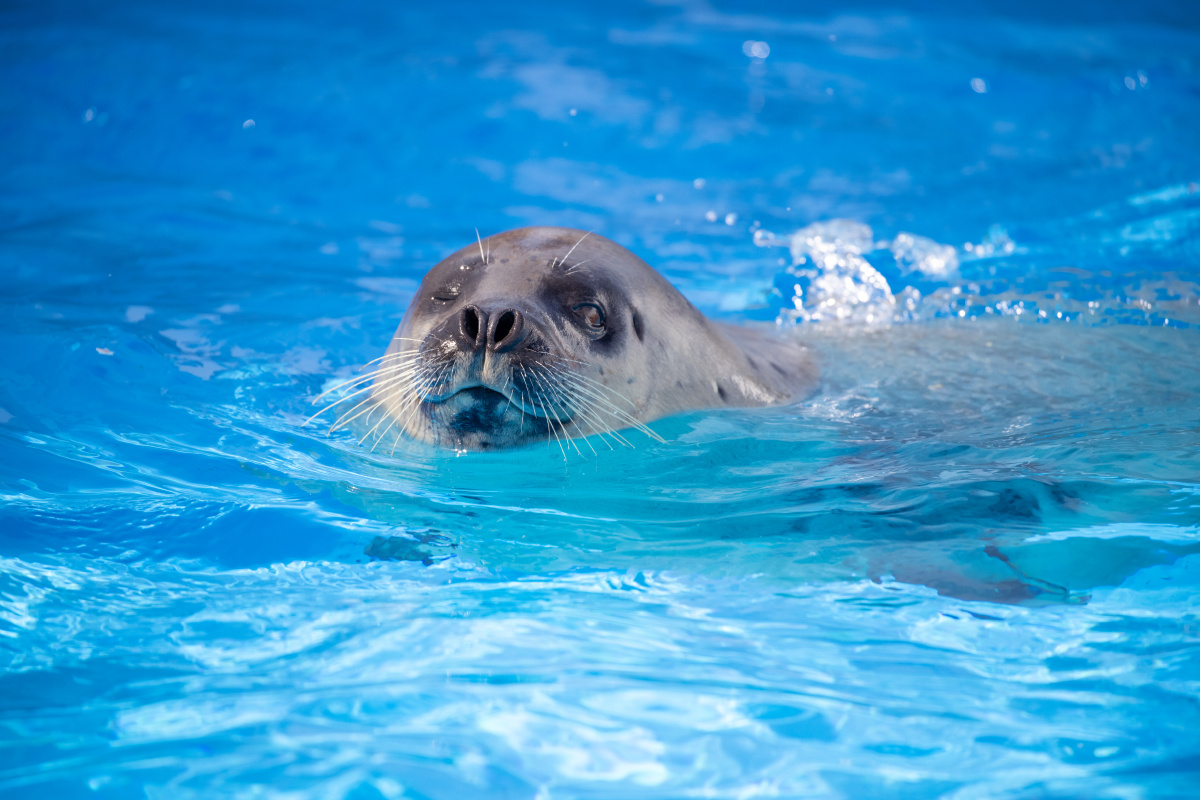 海狮游泳上海海昌海洋公园