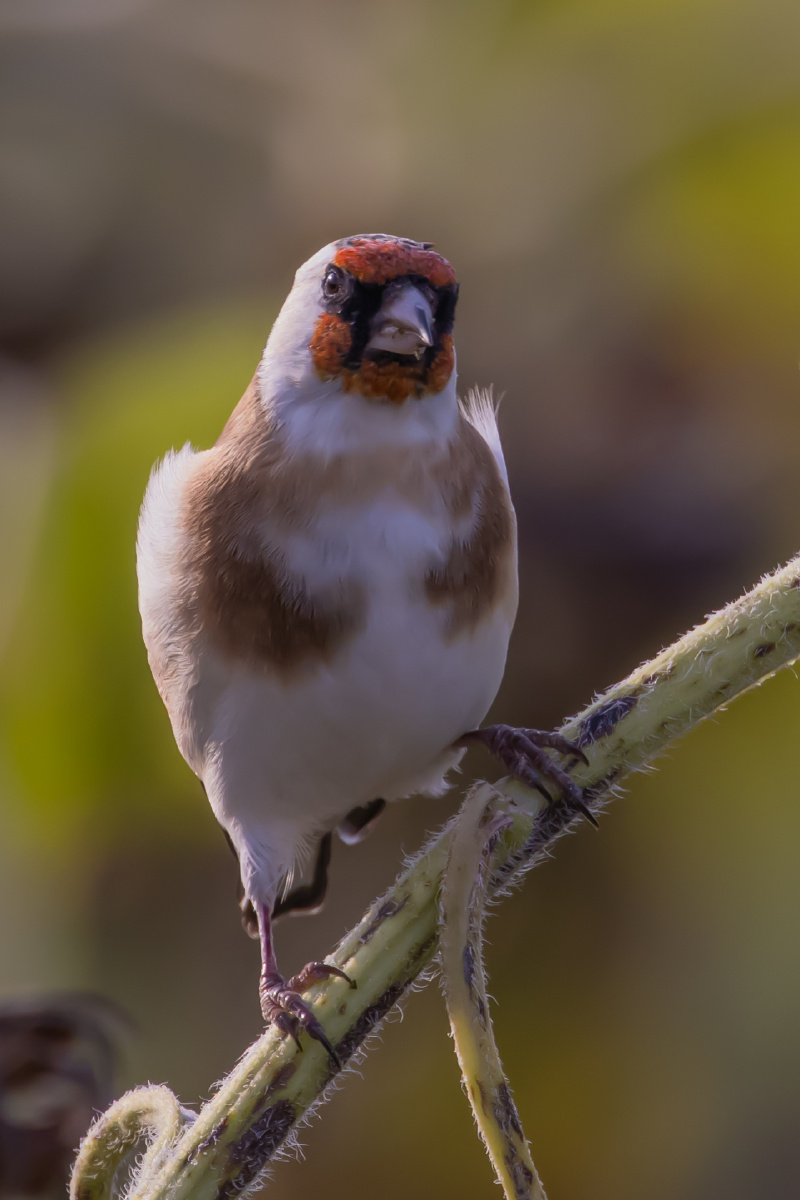 红额金翅雀正面标准照
