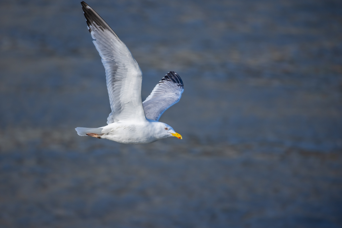 西伯利亚银鸥空中飞行