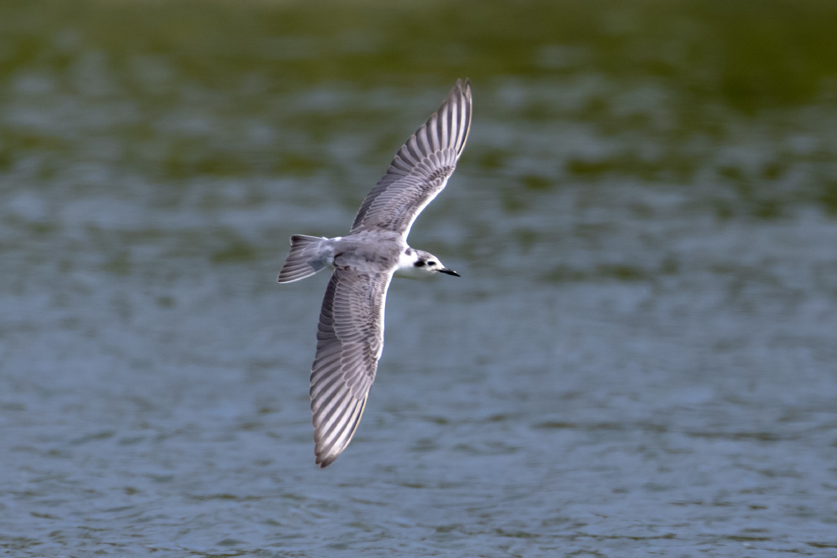 白翅浮鸥水面上飞行