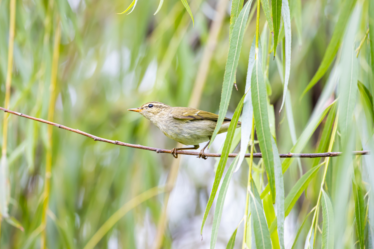 极北柳莺柳树枝上觅食