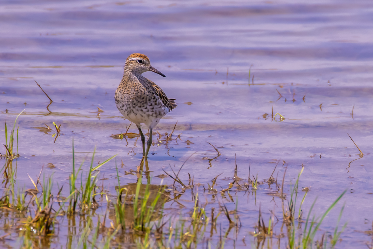 尖尾滨鹬:驻足远眺. - happy爸爸之大道自然 - 图虫