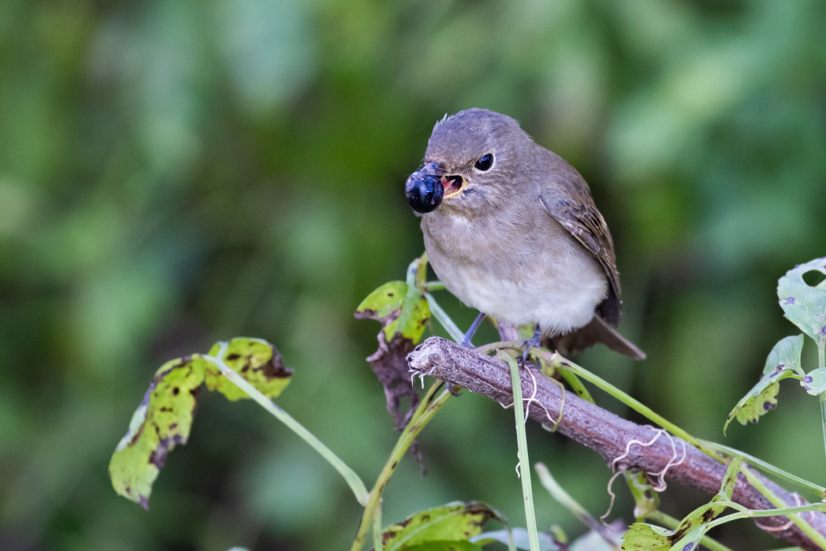 白腹蓝鹟雌鸟幼鸟:囫囵吞枣. - happy爸爸之大道自然 - 图虫