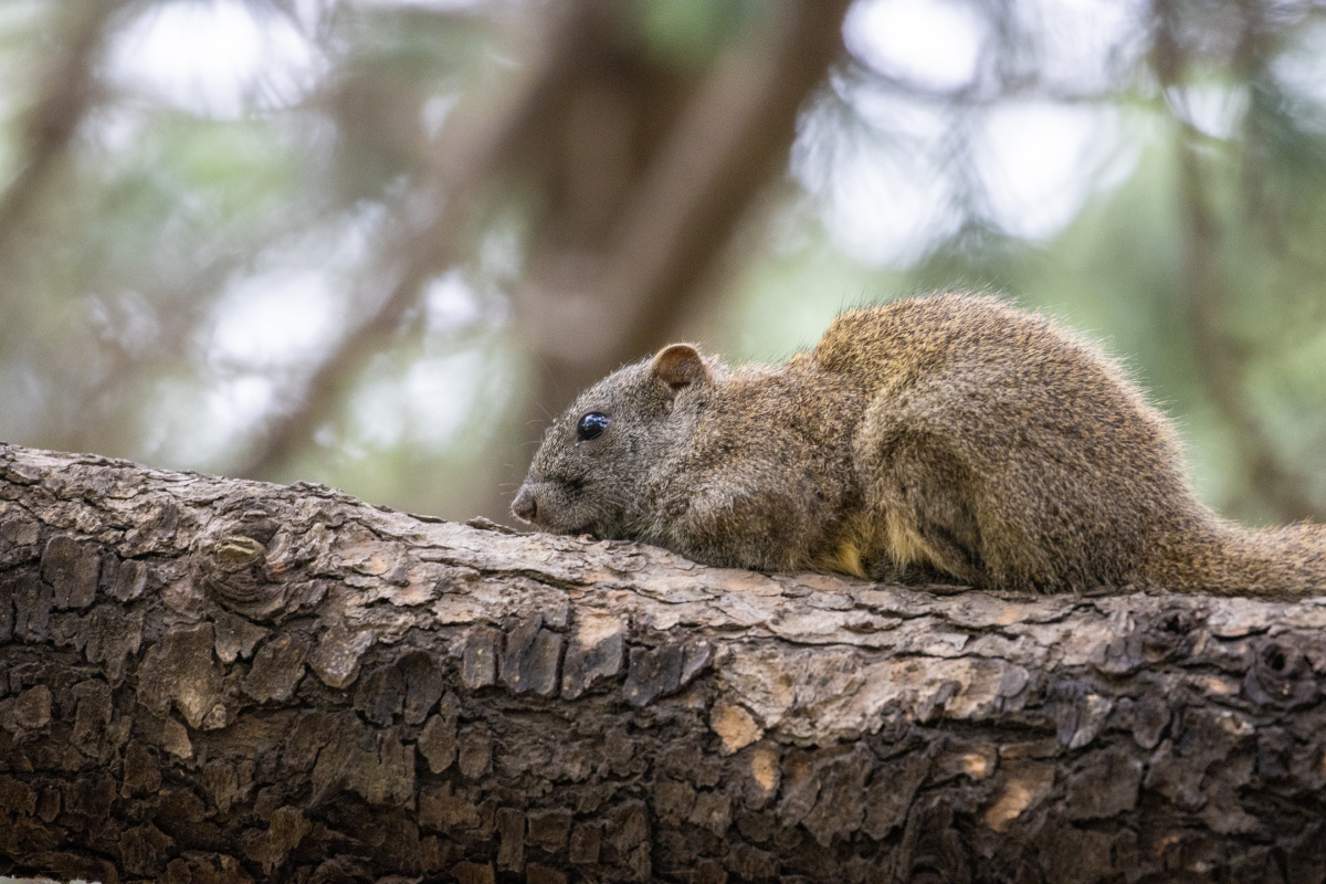小松鼠树枝上休息一会儿