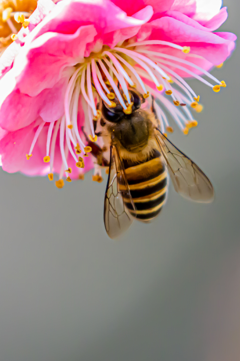 蜜蜂红色梅花上采蜜