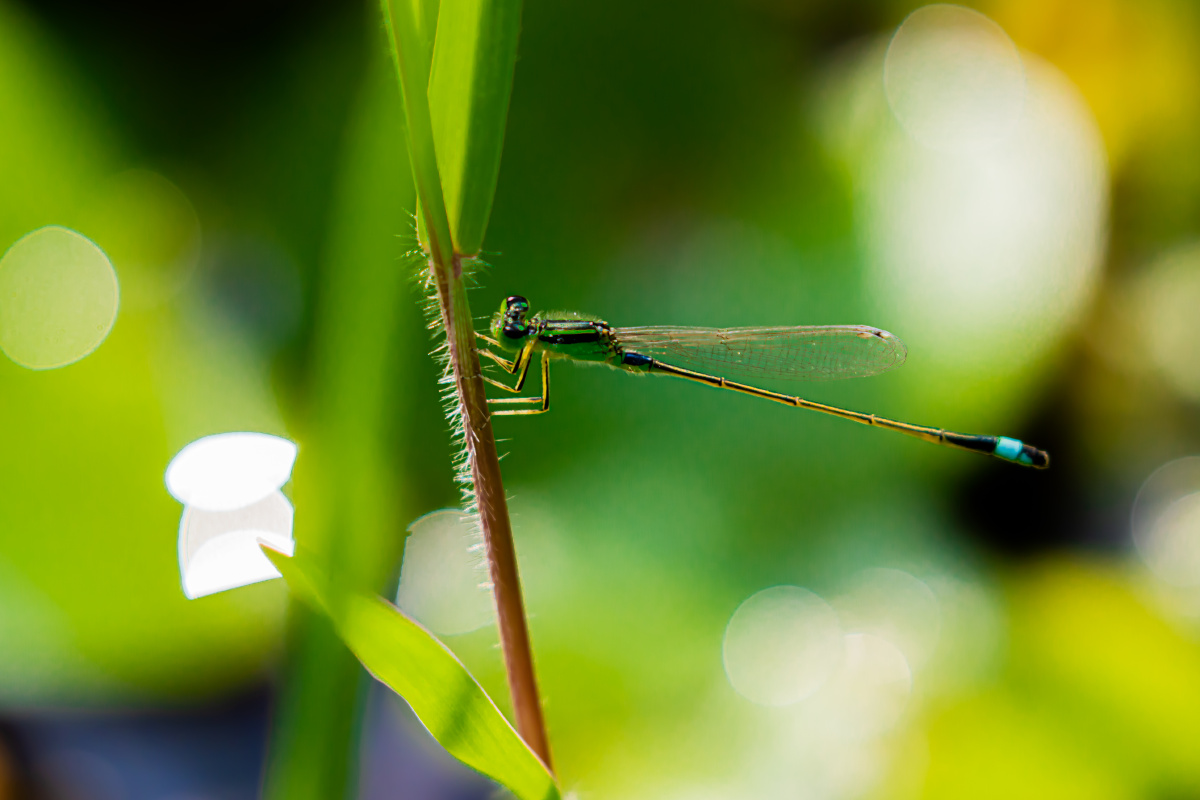 豆娘这个位置不错
