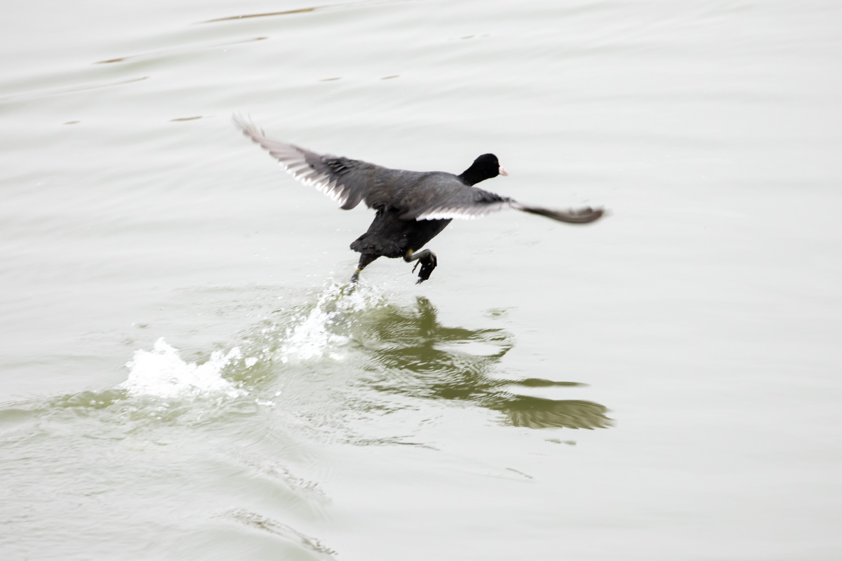白骨顶鸡水面上飞奔