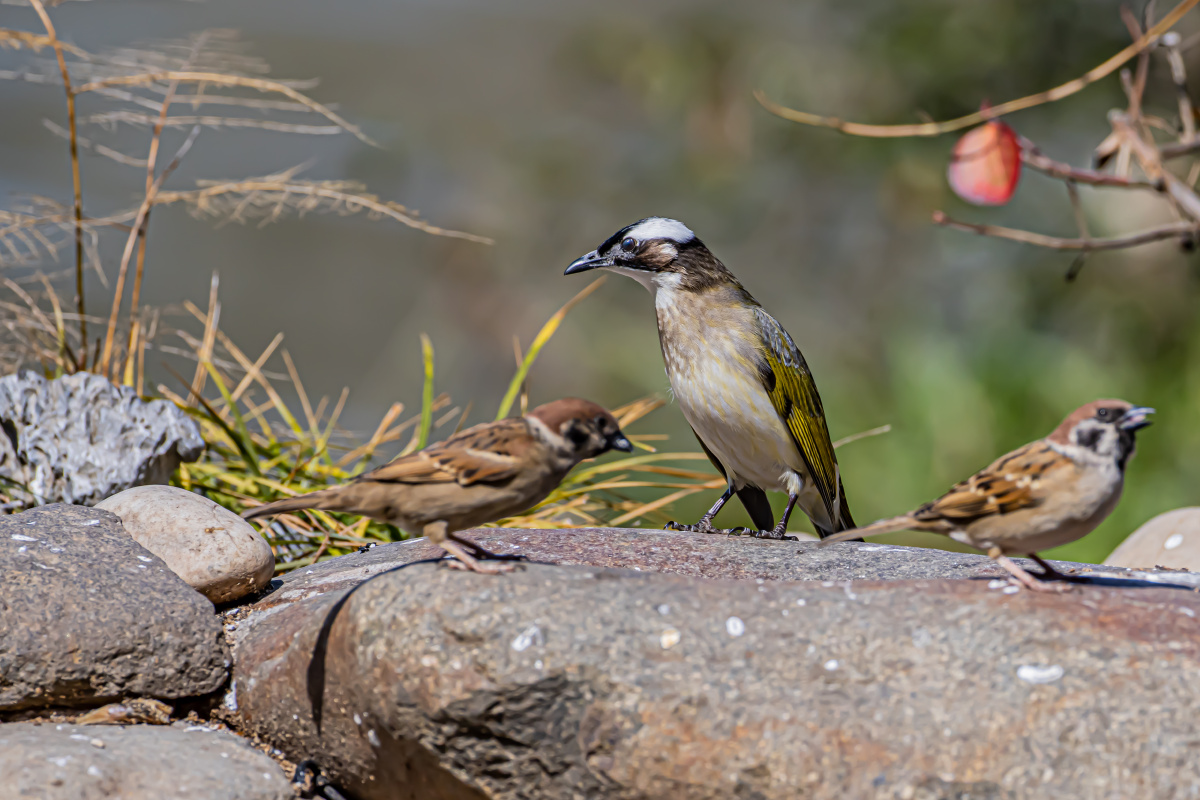 白头翁和小麻雀一起看啥呢