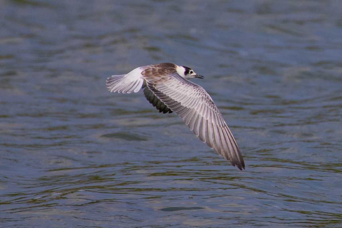 白翅浮鸥水面上飞行
