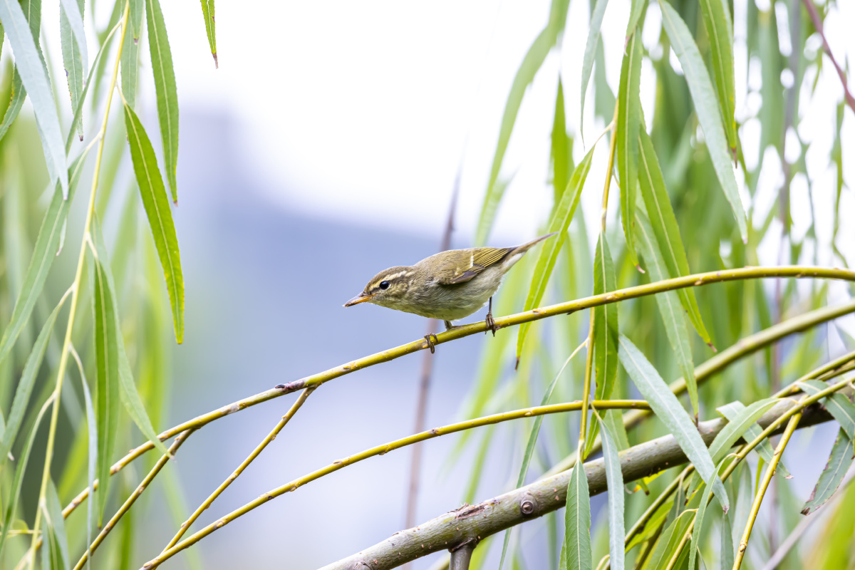 极北柳莺柳树枝上觅食
