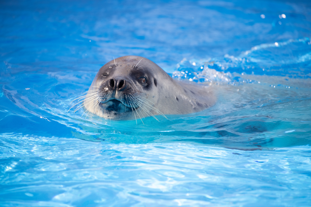 海狮游泳上海海昌海洋公园