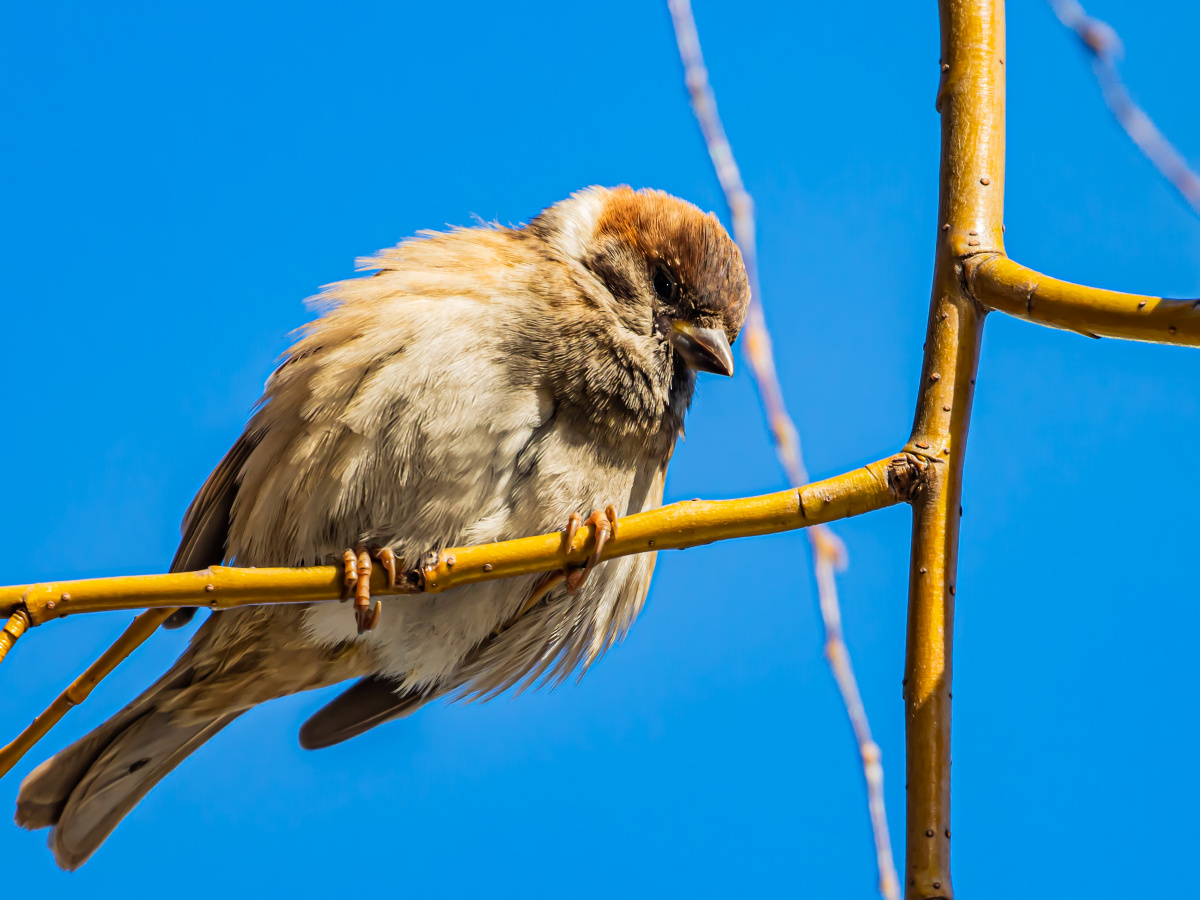 麻雀:炸毛,背景蓝天,天气不错.