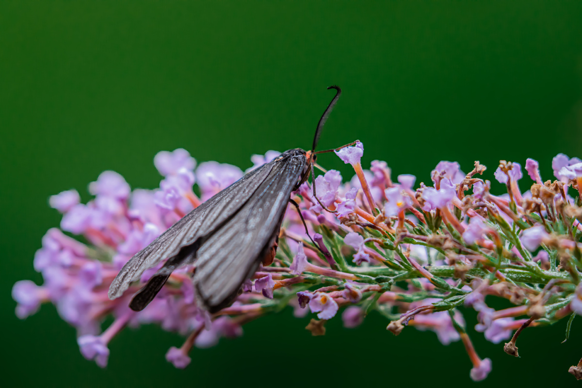 这是一种蛾子还是一种蝴蝶呢?(凤斑蛾)
