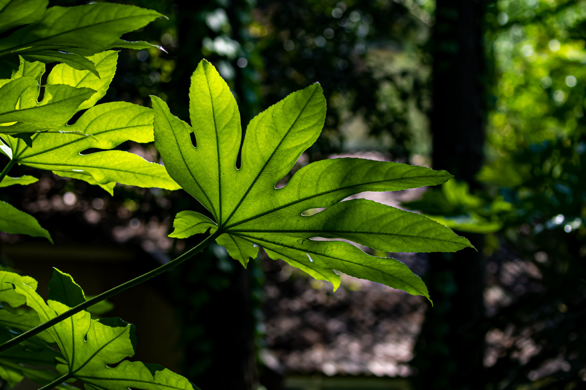 茂密树林中的一片叶子刚好有一束阳光透射进来变得晶莹剔透也挺好看的