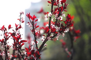 L1003964_