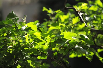 L1004028_