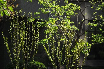 L1004033_