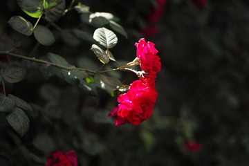 L1004534_