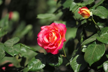 L1004448_