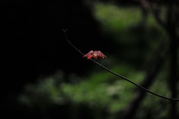 L1003565
