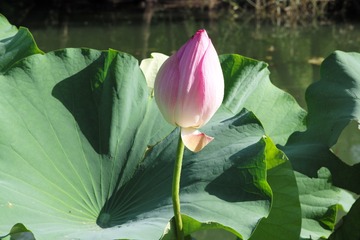 L1000394
