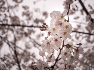Cherry Blossoms 032317-1
