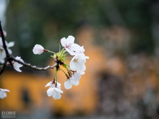 Cherry Blossoms 032317-4