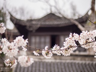 Cherry Blossoms 032317-5