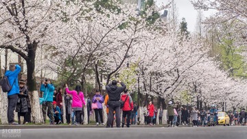 Cherry Blossoms 032317-7