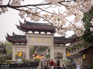 Cherry Blossoms 032317-8