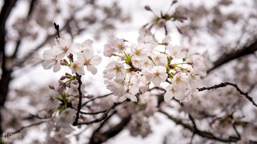 Cherry Blossoms 032317-9