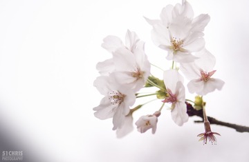 Cherry Blossoms 032317-11