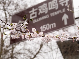 Cherry Blossoms 032317-14