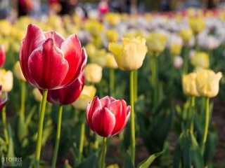 Xuanwu Lover's Park 040217-12