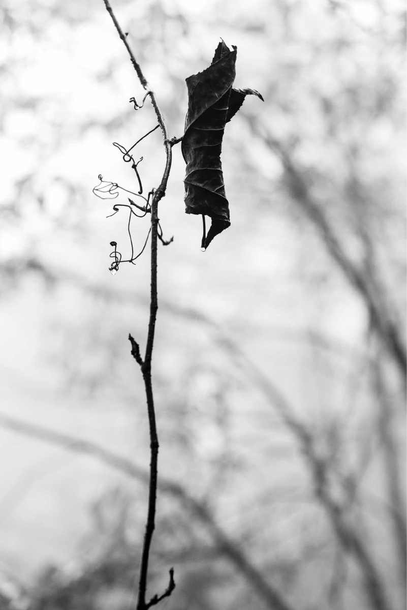 一根藤 - yb超凡 - 图虫