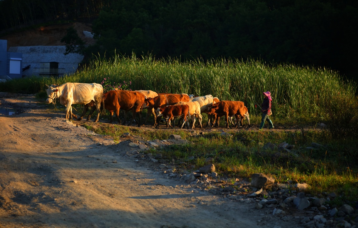 放牛- 王雷摄影 - 图虫