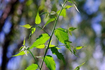 D92BA811-D829-40F5-82A6-10934472D2AE/L0/001