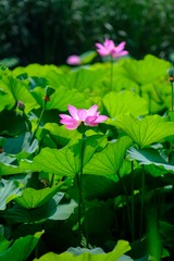 F17A0E06-3C5B-4629-AEB8-52BDD50F58E7/L0/001