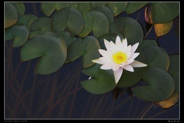荷花02