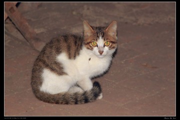 猫