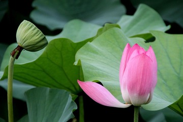 静荷