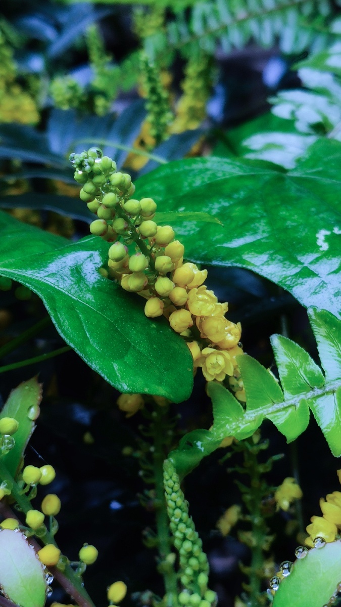 一花一草(黄连花~一种中药) - 小鱼任游 - 图虫