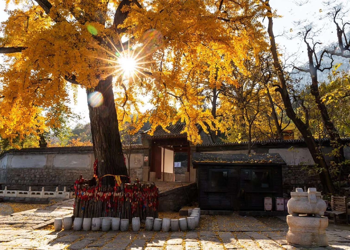 古建秋色—古刹龙泉寺银杏叶 - 北京古迹寻踪