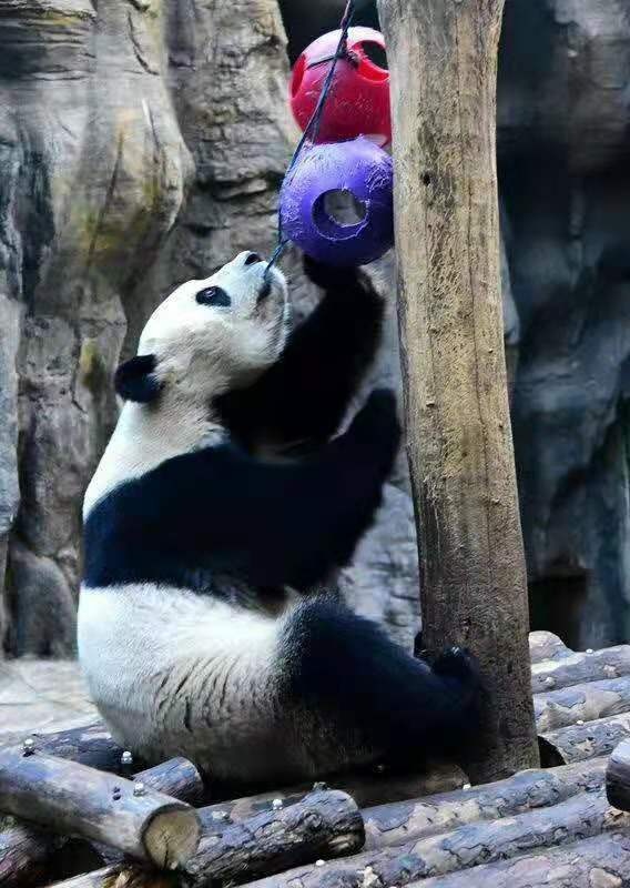 熊猫戏球