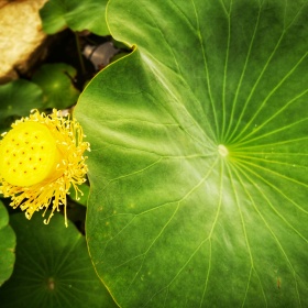 一如既往yrj标为植物摄影爱好者的图博 - 一如既往yrj - 图虫摄影网