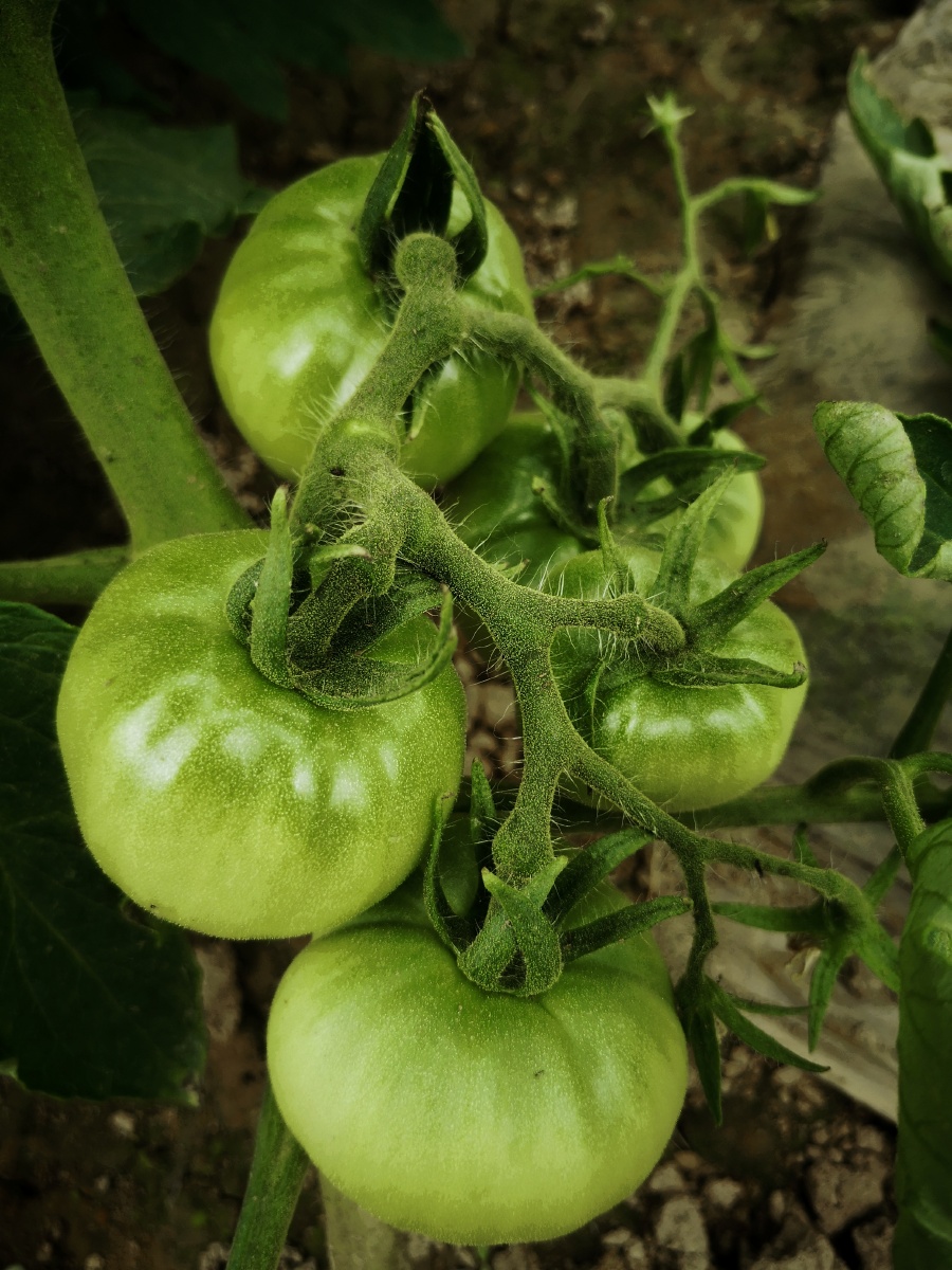 未成熟的洋柿子