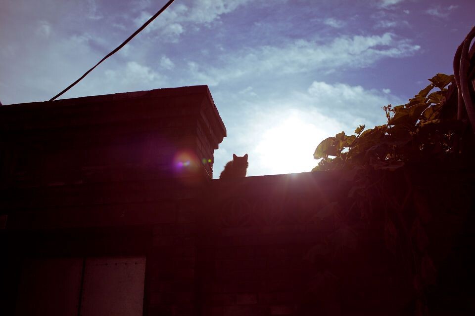 北京夏日街头 屋檐上的猫<br />
